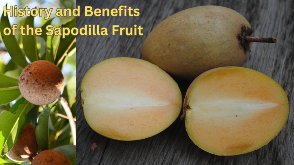 Sapodilla Fruit